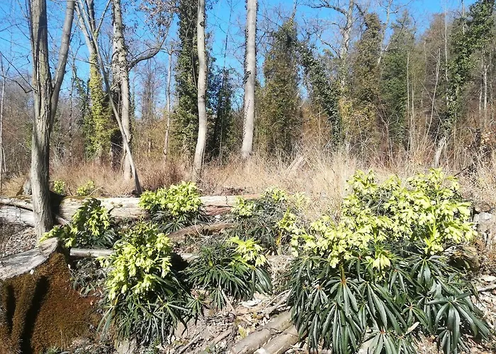 Hébergement de vacances Nostalgie Vogtsburg im Kaiserstuhl